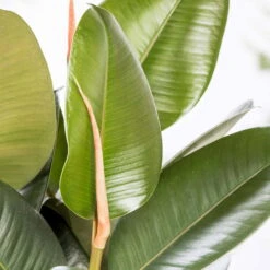 Gummibaum 'Robusta', Topf-Ø 27 Cm, Höhe Ca. 90 Cm -LECHUZA || Wagner Verkaufsgeschäft 0220750774 Ficus elastica Robusta1