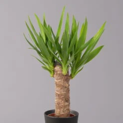 Palmlilie In Keramiktopf Dallas, Topf-Ø 11/12cm, Höhe Ca. 40-45cm, 2er-Set -LECHUZA || Wagner Verkaufsgeschäft 0220850248 Yucca elephantipes Topf Dallas anthrazit 2
