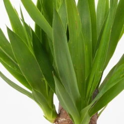 Palmlilie In Keramiktopf Dallas, Topf-Ø 11/12cm, Höhe Ca. 40-45cm, 2er-Set -LECHUZA || Wagner Verkaufsgeschäft 0220850248 Yucca elephantipes Topf Dallas anthrazit 4