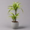 Duftender Drachenbaum 'Lemon Lime', Topf-Ø 17 Cm, 2er Tuff, Höhe Ca. 65 Cm -LECHUZA || Wagner Verkaufsgeschäft 0221100047 Dracaena d Lemon Lime 17cm 1