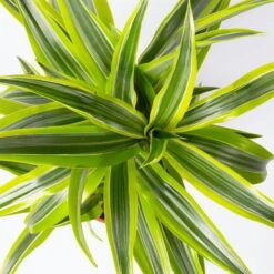 Duftender Drachenbaum 'Lemon Lime', Topf-Ø 17 Cm, 2er Tuff, Höhe Ca. 65 Cm -LECHUZA || Wagner Verkaufsgeschäft 0221100047 Dracaena d Lemon Lime 17cm 2