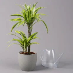Duftender Drachenbaum 'Lemon Lime', Topf-Ø 17 Cm, 2er Tuff, Höhe Ca. 65 Cm -LECHUZA || Wagner Verkaufsgeschäft 0221100047 Dracaena d Lemon Lime 17cm 3