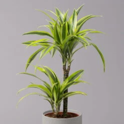 Duftender Drachenbaum 'Lemon Lime', Topf-Ø 17 Cm, 2er Tuff, Höhe Ca. 65 Cm -LECHUZA || Wagner Verkaufsgeschäft 0221100047 Dracaena d Lemon Lime 17cm 4