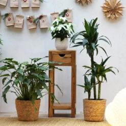 Duftender Drachenbaum 'Janet Craig', Topf-Ø 21 Cm, , Höhe Ca. 120 Cm -LECHUZA || Wagner Verkaufsgeschäft 0221300009 Dracaena fr Janet Craig