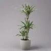 Duftender Drachenbaum 'White Stripe', Topf-Ø 21 Cm, Höhe Ca. 120 Cm -LECHUZA || Wagner Verkaufsgeschäft 0221300014 Dracaena der White Stripe 21cm 1