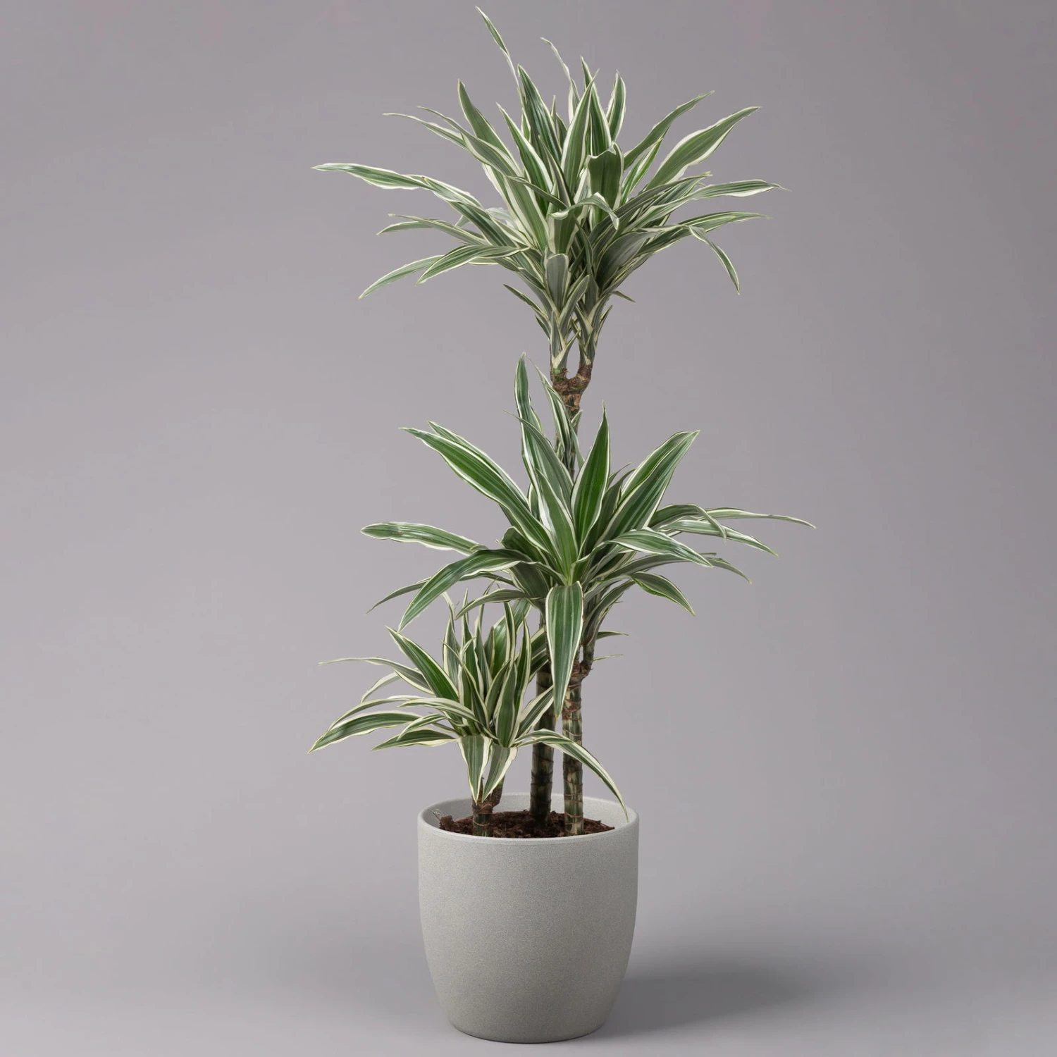 Duftender Drachenbaum 'White Stripe', Topf-Ø 21 Cm, Höhe Ca. 120 Cm 3 Duftender Drachenbaum 'White Stripe', Topf-Ø 21 Cm, Höhe Ca. 120 Cm