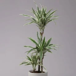 Duftender Drachenbaum 'White Stripe', Topf-Ø 21 Cm, Höhe Ca. 120 Cm 10 Duftender Drachenbaum 'White Stripe', Topf-Ø 21 Cm, Höhe Ca. 120 Cm -LECHUZA || Wagner Verkaufsgeschäft 0221300014 Dracaena der White Stripe 21cm 2