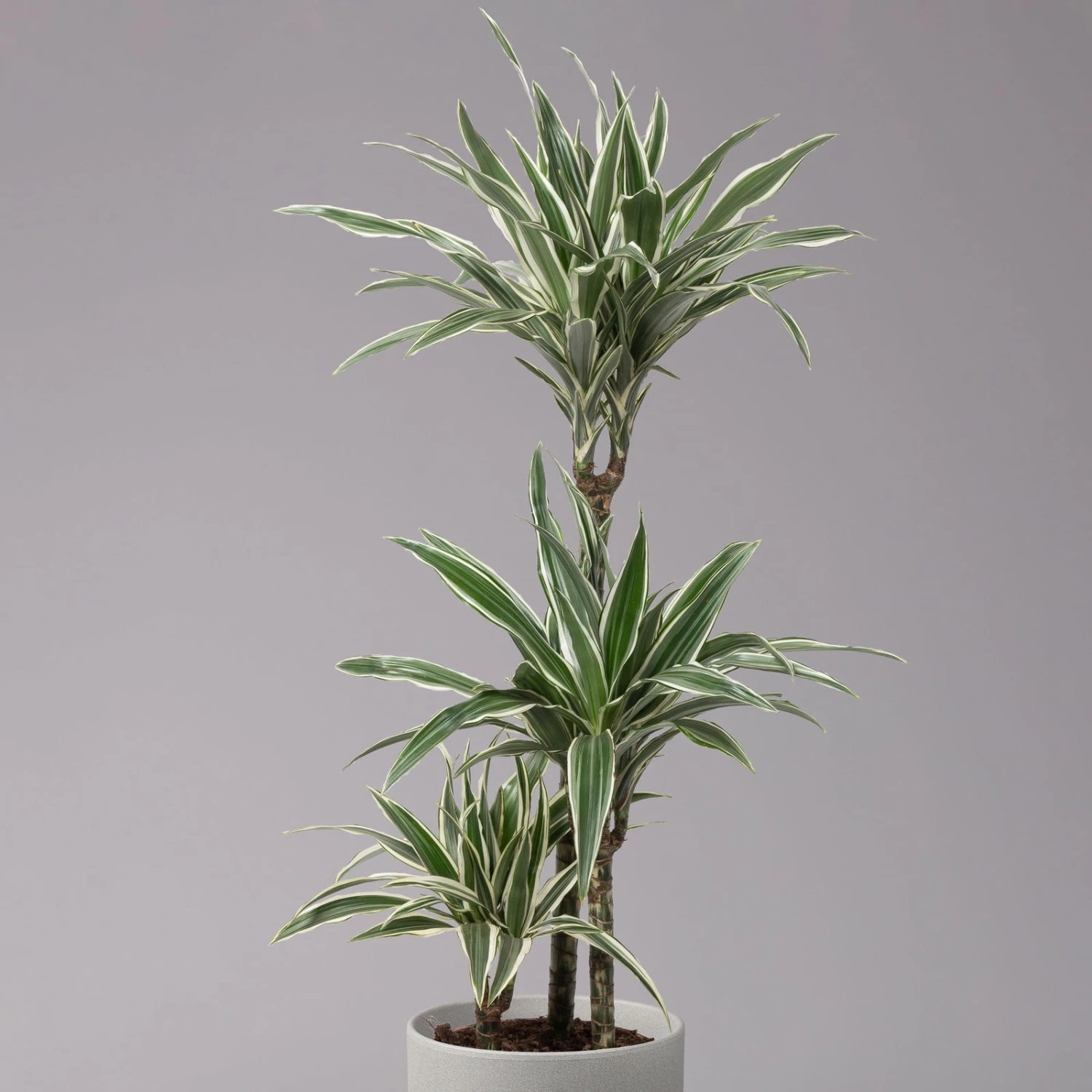 Duftender Drachenbaum 'White Stripe', Topf-Ø 21 Cm, Höhe Ca. 120 Cm 4 Duftender Drachenbaum 'White Stripe', Topf-Ø 21 Cm, Höhe Ca. 120 Cm – Bild 2