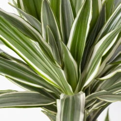 Duftender Drachenbaum 'White Stripe', Topf-Ø 21 Cm, Höhe Ca. 120 Cm 12 Duftender Drachenbaum 'White Stripe', Topf-Ø 21 Cm, Höhe Ca. 120 Cm -LECHUZA || Wagner Verkaufsgeschäft 0221300014 Dracaena der White Stripe 21cm 4