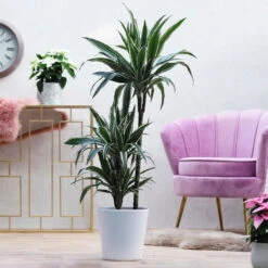 Duftender Drachenbaum 'White Stripe', Topf-Ø 21 Cm, Höhe Ca. 120 Cm 13 Duftender Drachenbaum 'White Stripe', Topf-Ø 21 Cm, Höhe Ca. 120 Cm -LECHUZA || Wagner Verkaufsgeschäft 0221300014 Dracaena der White Stripe