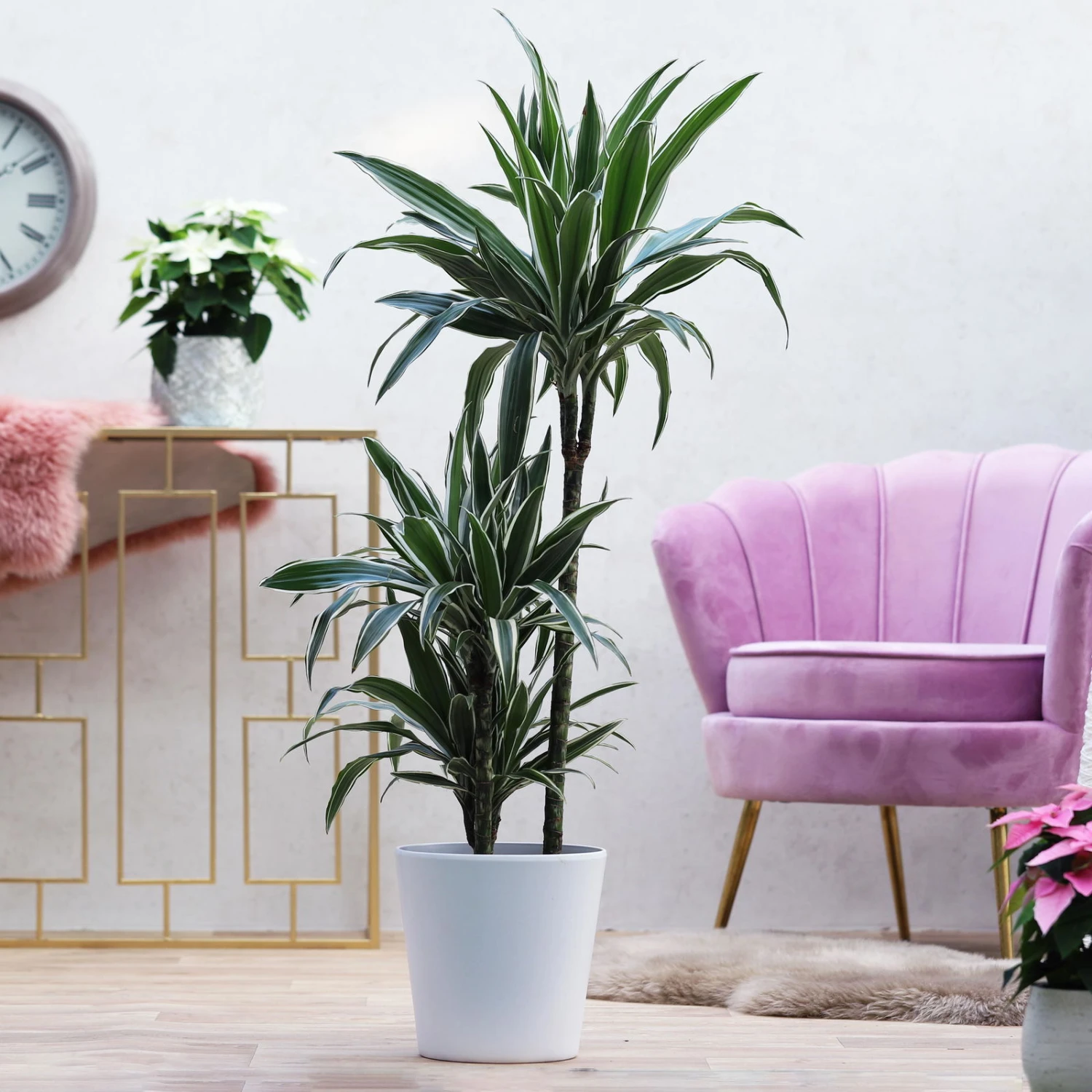 Duftender Drachenbaum 'White Stripe', Topf-Ø 21 Cm, Höhe Ca. 120 Cm 7 Duftender Drachenbaum 'White Stripe', Topf-Ø 21 Cm, Höhe Ca. 120 Cm – Bild 5