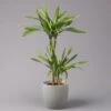 Duftender Drachenbaum 'Riki', Topf-Ø 19 Cm, Höhe Ca. 90 Cm -LECHUZA || Wagner Verkaufsgeschäft 0221300032 Dracaena fragr Riki 2er Tuff 19cm 1