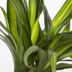 Duftender Drachenbaum 'Riki', Topf-Ø 19 Cm, Höhe Ca. 90 Cm 11 Duftender Drachenbaum 'Riki', Topf-Ø 19 Cm, Höhe Ca. 90 Cm -LECHUZA || Wagner Verkaufsgeschäft 0221300032 Dracaena fragr Riki 2er Tuff 19cm 4