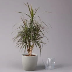 Gerandeter Drachenbaum 'Magenta', Verzweigt, Topf-Ø 24 Cm, Höhe Ca. 100 Cm -LECHUZA || Wagner Verkaufsgeschäft 0221400014 Dracaena marg Magenta verzw KB 24cm 3