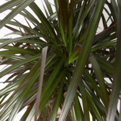 Gerandeter Drachenbaum 'Magenta', Verzweigt, Topf-Ø 24 Cm, Höhe Ca. 100 Cm -LECHUZA || Wagner Verkaufsgeschäft 0221400014 Dracaena marg Magenta verzw KB 24cm 4