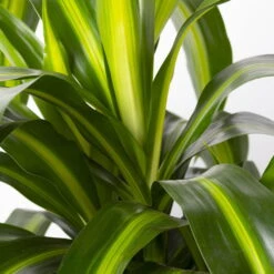 Duftender Drachenbaum 'Hawaiian Sunshine', Topf-Ø 24 Cm, H: Ca. 90 Cm -LECHUZA || Wagner Verkaufsgeschäft 0221400032 Dracaena fragr Hawaiian Sunshine 24cm 4