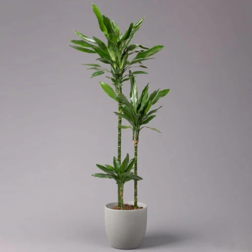 Duftender Drachenbaum 'Janet Lind', Topf-Ø 24 Cm, Höhe Ca. 150 Cm 1 Duftender Drachenbaum 'Janet Lind', Topf-Ø 24 Cm, Höhe Ca. 150 Cm -LECHUZA || Wagner Verkaufsgeschäft 0221400033 Dracaena Janet Lind Tuff Amm 24cm 1