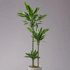 Duftender Drachenbaum 'Janet Lind', Topf-Ø 24 Cm, Höhe Ca. 150 Cm -LECHUZA || Wagner Verkaufsgeschäft 0221400033 Dracaena Janet Lind Tuff Amm 24cm 2