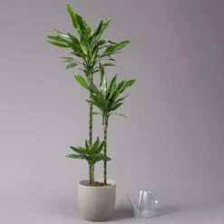 Duftender Drachenbaum 'Janet Lind', Topf-Ø 24 Cm, Höhe Ca. 150 Cm -LECHUZA || Wagner Verkaufsgeschäft 0221400033 Dracaena Janet Lind Tuff Amm 24cm 3