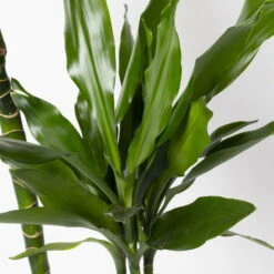 Duftender Drachenbaum 'Janet Lind', Topf-Ø 24 Cm, Höhe Ca. 150 Cm -LECHUZA || Wagner Verkaufsgeschäft 0221400033 Dracaena Janet Lind Tuff Amm 24cm 4