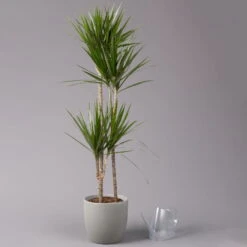 Gerandeter Drachenbaum 'Magenta', Topf-Ø 24 Cm, Höhe Ca. 150 Cm -LECHUZA || Wagner Verkaufsgeschäft 0221400037 Dracaena marginata Tuff 24cm 3
