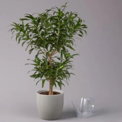 Duftender Drachenbaum 'Song Of Jamaica', Topf-Ø 24 Cm, Höhe Ca. 90 Cm -LECHUZA || Wagner Verkaufsgeschäft 0221400039 Dracaena refl Song of Jamaica 24cm 3