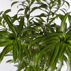 Duftender Drachenbaum 'Song Of Jamaica', Topf-Ø 24 Cm, Höhe Ca. 90 Cm -LECHUZA || Wagner Verkaufsgeschäft 0221400039 Dracaena refl Song of Jamaica 24cm 4