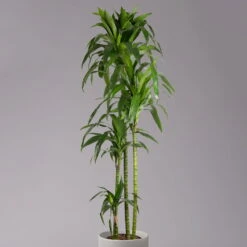 Duftender Drachenbaum 'Janet Craig', Topf-Ø 24 Cm, Höhe Ca. 180 Cm -LECHUZA || Wagner Verkaufsgeschäft 0221500024 Dracaena frag Janet Craig Lisa 27 cm 2