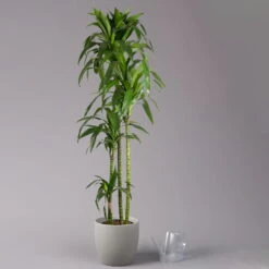 Duftender Drachenbaum 'Janet Craig', Topf-Ø 24 Cm, Höhe Ca. 180 Cm -LECHUZA || Wagner Verkaufsgeschäft 0221500024 Dracaena frag Janet Craig Lisa 27 cm 3