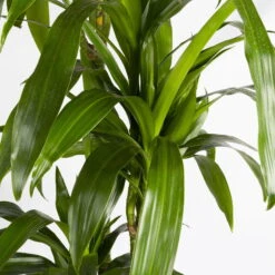 Duftender Drachenbaum 'Janet Craig', Topf-Ø 24 Cm, Höhe Ca. 180 Cm -LECHUZA || Wagner Verkaufsgeschäft 0221500024 Dracaena frag Janet Craig Lisa 27 cm 4