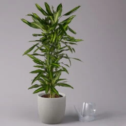 Duftender Drachenbaum 'Cintho', Verzweigt, Topf-Ø 27 Cm, Höhe Ca. 120 Cm -LECHUZA || Wagner Verkaufsgeschäft 0221500060 Dracaena fragr Cintho verzweigt 27cm 3