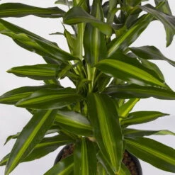 Duftender Drachenbaum 'Cintho', Verzweigt, Topf-Ø 27 Cm, Höhe Ca. 120 Cm -LECHUZA || Wagner Verkaufsgeschäft 0221500060 Dracaena fragr Cintho verzweigt 27cm 4