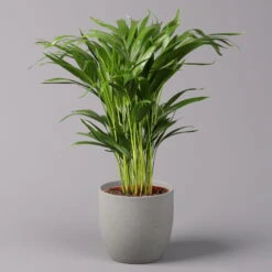 Goldfruchtpalme, Topf-Ø 17 Cm, Höhe Ca. 60 Cm