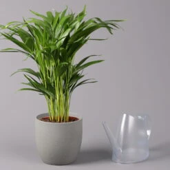 Goldfruchtpalme, Topf-Ø 17 Cm, Höhe Ca. 60 Cm -LECHUZA || Wagner Verkaufsgeschäft 0222200003 Dypsis lutescens Areca 3