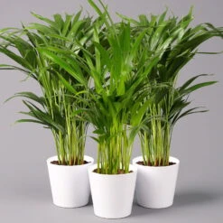 Goldfruchtpalme In Keramiktopf Weiß, Topf-Ø 13 Cm, Höhe Ca. 20-30 Cm, 3er-Set -LECHUZA || Wagner Verkaufsgeschäft 0222200028 Dypsis lutescens Dalls weiss 3er Set2