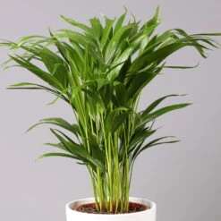 Titelseite 27 Titelseite -LECHUZA || Wagner Verkaufsgeschäft 0222200032 Dypsis lutescens in Topf Tusca 1 Ausschnitt2