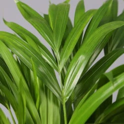 Goldfruchtpalme In Topf Tusca, Topf-Ø 17 Cm, Höhe Ca. 40-60 Cm -LECHUZA || Wagner Verkaufsgeschäft 0222200032 Dypsis lutescens in Topf Tusca 42 1