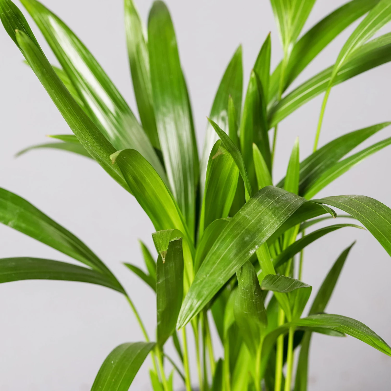 Goldfruchtpalme, Topf-Ø 13 Cm, Höhe Ca. 20-30 Cm, 3er-Set 7 Goldfruchtpalme, Topf-Ø 13 Cm, Höhe Ca. 20-30 Cm, 3er-Set – Bild 5