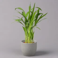 Goldfruchtpalme, Topf-Ø 13 Cm, Höhe Ca. 20-30 Cm, 3er-Set 10 Goldfruchtpalme, Topf-Ø 13 Cm, Höhe Ca. 20-30 Cm, 3er-Set -LECHUZA || Wagner Verkaufsgeschäft 0222200036 Dypsis lutescens Areca T13 3er Set 2