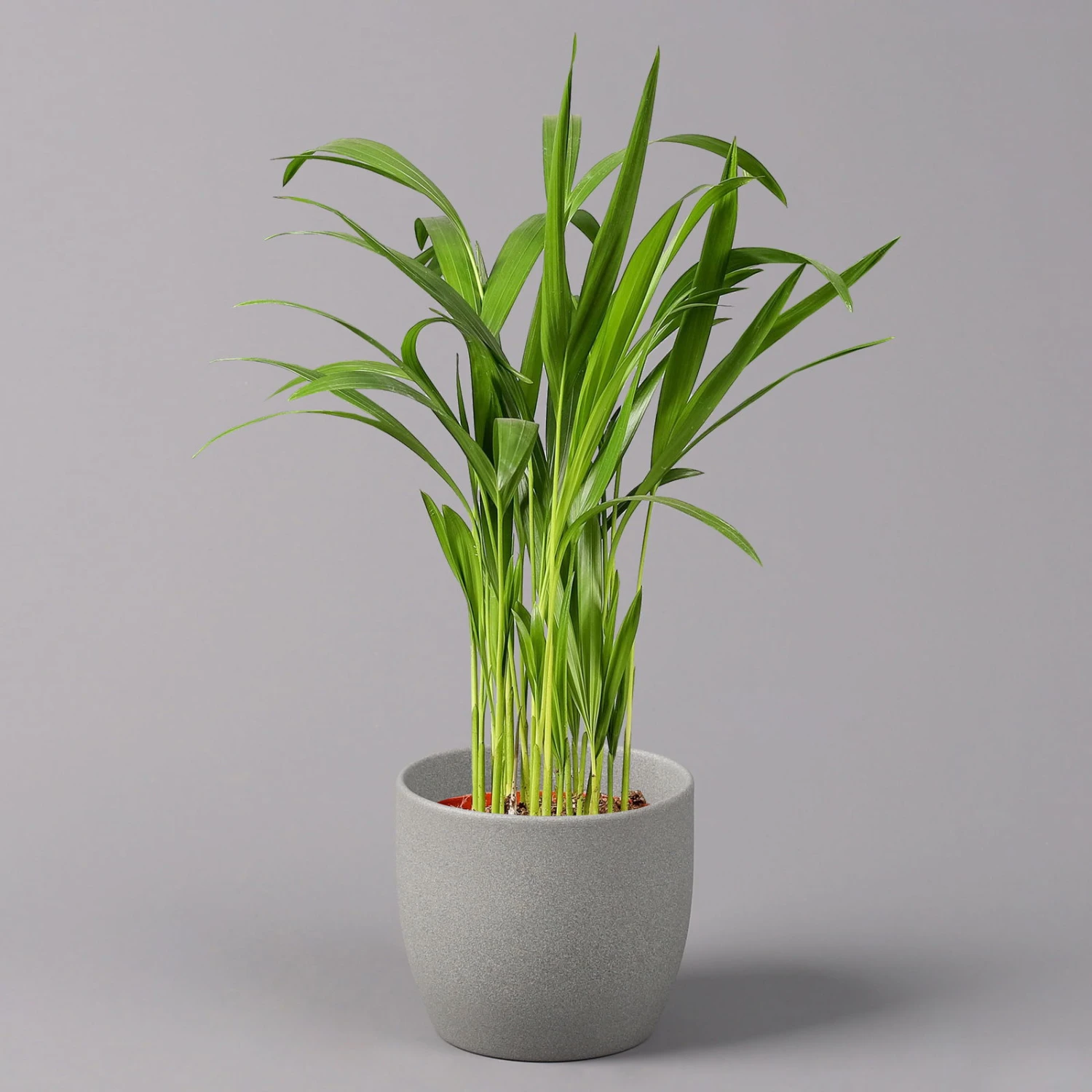 Goldfruchtpalme, Topf-Ø 13 Cm, Höhe Ca. 20-30 Cm, 3er-Set 4 Goldfruchtpalme, Topf-Ø 13 Cm, Höhe Ca. 20-30 Cm, 3er-Set – Bild 2