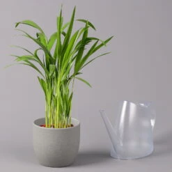 Goldfruchtpalme, Topf-Ø 13 Cm, Höhe Ca. 20-30 Cm, 3er-Set 12 Goldfruchtpalme, Topf-Ø 13 Cm, Höhe Ca. 20-30 Cm, 3er-Set -LECHUZA || Wagner Verkaufsgeschäft 0222200036 Dypsis lutescens Areca T13 3er Set 4