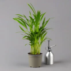 Titelseite 23 Titelseite -LECHUZA || Wagner Verkaufsgeschäft 0222200053 0222200054 0222200055 0222200056 Dypsis lutescens 1 124872