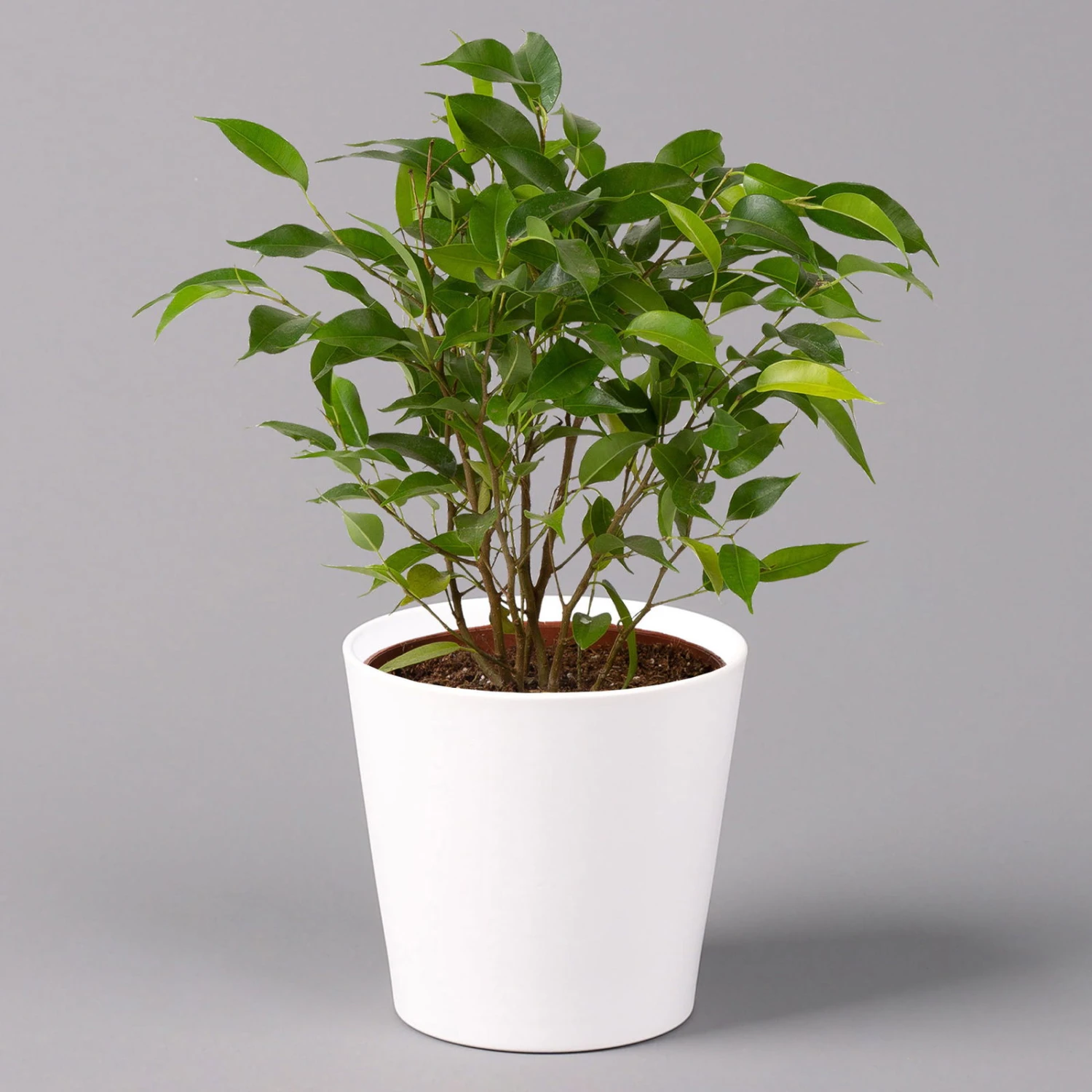 Birkenfeige 'Natasja' Inkl. Übertopf Weiß, Topf 12cmØ, Höhe Ca. 25cm, 3er-Set 4 Birkenfeige 'Natasja' Inkl. Übertopf Weiß, Topf 12cmØ, Höhe Ca. 25cm, 3er-Set – Bild 2