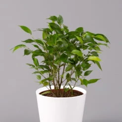 Birkenfeige 'Natasja' Inkl. Übertopf Weiß, Topf 12cmØ, Höhe Ca. 25cm, 3er-Set 12 Birkenfeige 'Natasja' Inkl. Übertopf Weiß, Topf 12cmØ, Höhe Ca. 25cm, 3er-Set -LECHUZA || Wagner Verkaufsgeschäft 0223100075 Ficus benj Natasja im Topf Dallas weiss 2