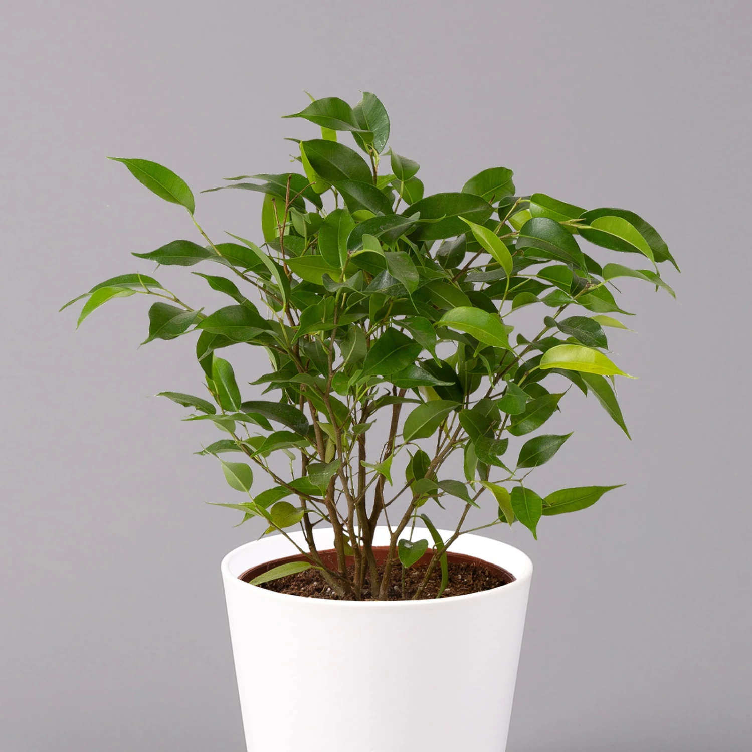 Birkenfeige 'Natasja' Inkl. Übertopf Weiß, Topf 12cmØ, Höhe Ca. 25cm, 3er-Set 5 Birkenfeige 'Natasja' Inkl. Übertopf Weiß, Topf 12cmØ, Höhe Ca. 25cm, 3er-Set – Bild 3