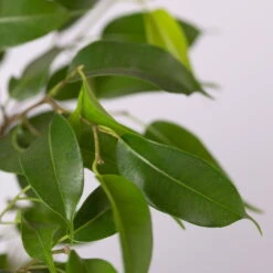 Birkenfeige 'Natasja' Inkl. Übertopf Weiß, Topf 12cmØ, Höhe Ca. 25cm, 3er-Set 14 Birkenfeige 'Natasja' Inkl. Übertopf Weiß, Topf 12cmØ, Höhe Ca. 25cm, 3er-Set -LECHUZA || Wagner Verkaufsgeschäft 0223100075 Ficus benj Natasja im Topf Dallas weiss 4