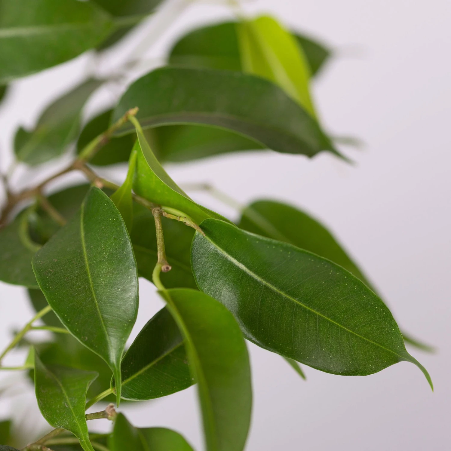 Birkenfeige 'Natasja' Inkl. Übertopf Weiß, Topf 12cmØ, Höhe Ca. 25cm, 3er-Set 7 Birkenfeige 'Natasja' Inkl. Übertopf Weiß, Topf 12cmØ, Höhe Ca. 25cm, 3er-Set – Bild 5