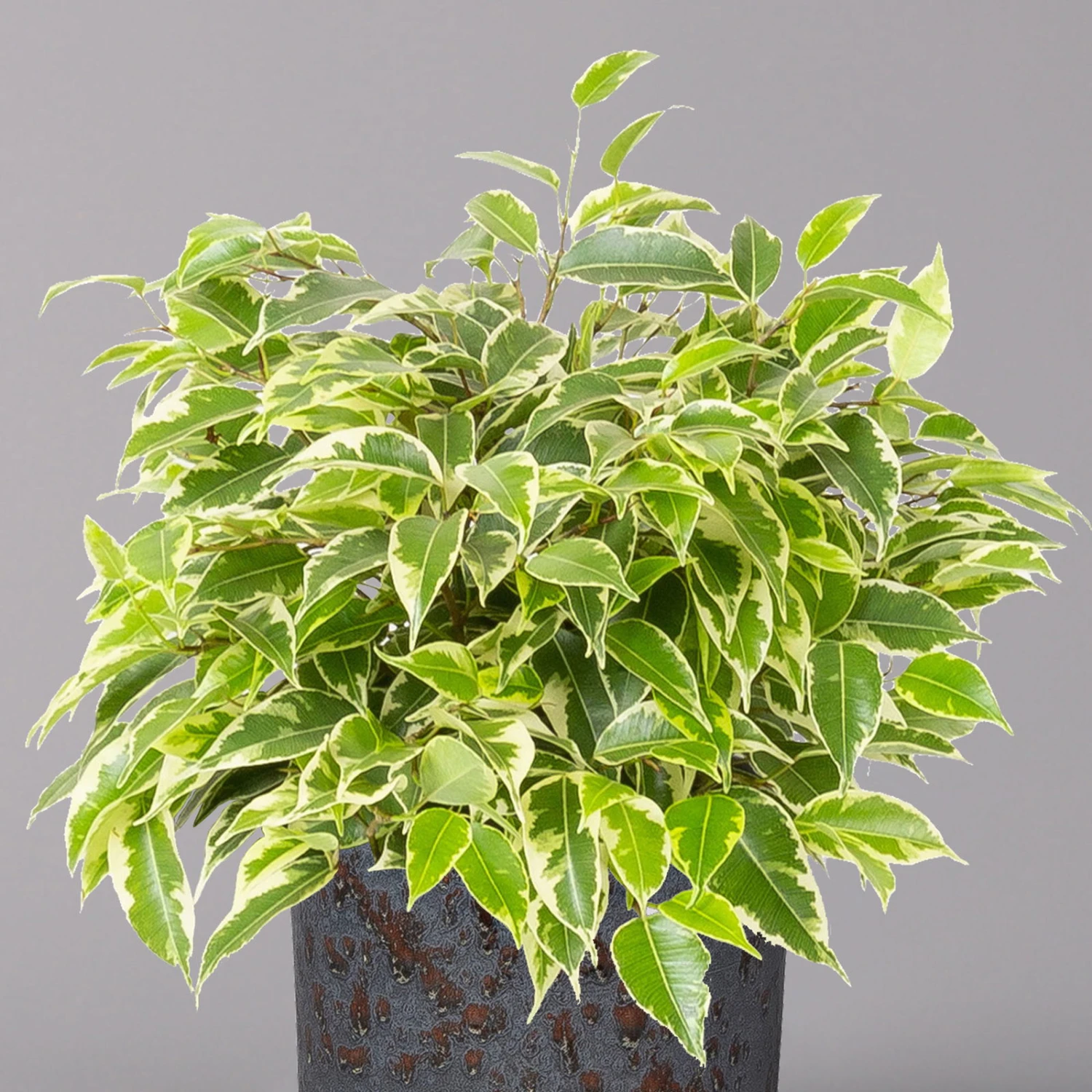 Birkenfeige 'Kinky' In Keramiktopf Lauren Blau, Topf-Ø 12 Cm, Höhe Ca. 26 Cm 4 Birkenfeige 'Kinky' In Keramiktopf Lauren Blau, Topf-Ø 12 Cm, Höhe Ca. 26 Cm – Bild 2