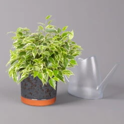 Birkenfeige 'Kinky' In Keramiktopf Lauren Blau, Topf-Ø 12 Cm, Höhe Ca. 26 Cm 9 Birkenfeige 'Kinky' In Keramiktopf Lauren Blau, Topf-Ø 12 Cm, Höhe Ca. 26 Cm -LECHUZA || Wagner Verkaufsgeschäft 0223100090 Ficus benj Kinky in Uebertopf Lauren blau 3