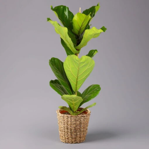 Geigenfeige In Korb Gaby, Topf-Ø 21 Cm, Höhe Ca. 80 - 100 Cm 6 Geigenfeige In Korb Gaby, Topf-Ø 21 Cm, Höhe Ca. 80 - 100 Cm -LECHUZA || Wagner Verkaufsgeschäft 0223300058 Ficus lyrata im Dekokorb Gaby T21 1 123787